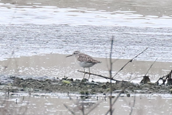 Orman düdükçünü