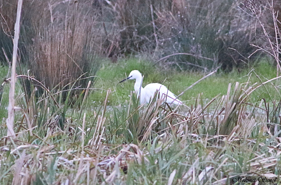 Küçük ak balıkçıl