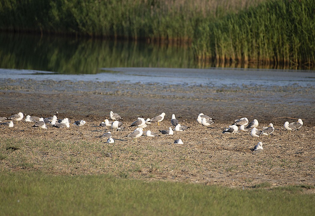 Van gölü martısı