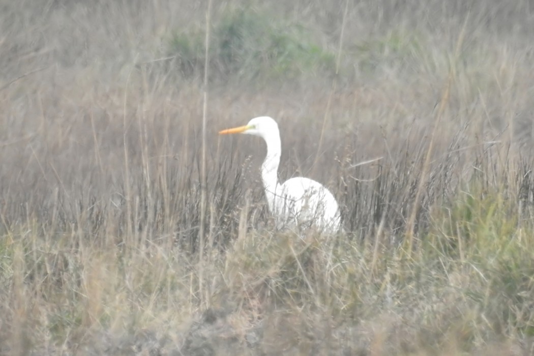 Büyük ak balıkçıl