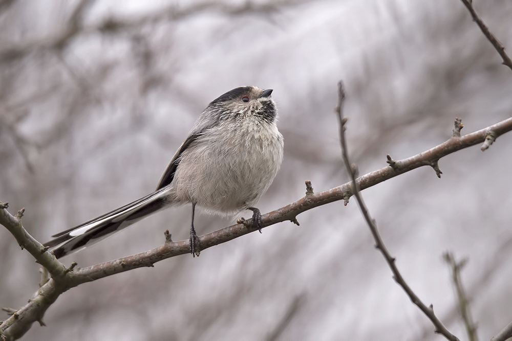 Uzunkuyruklu baştankara