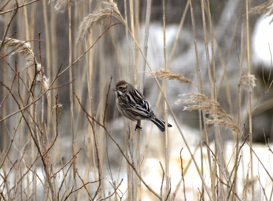Bataklık Kirazkuşu