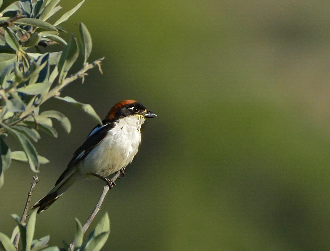 Kızılbaşlı örümcekkuşu