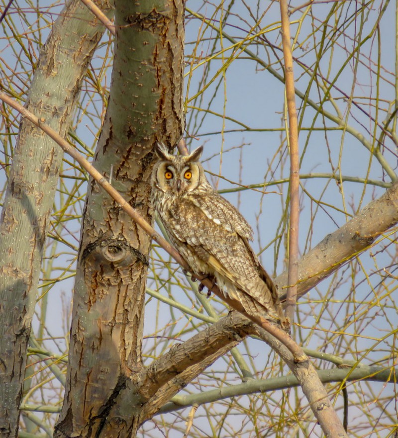 Kulaklı orman baykuşu