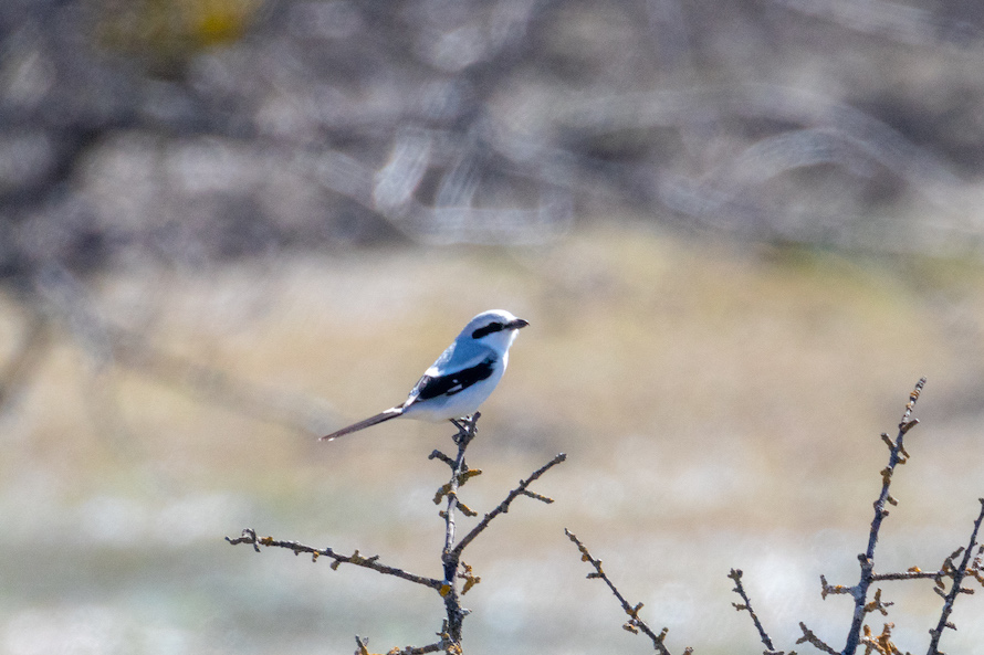 Büyük örümcekkuşu