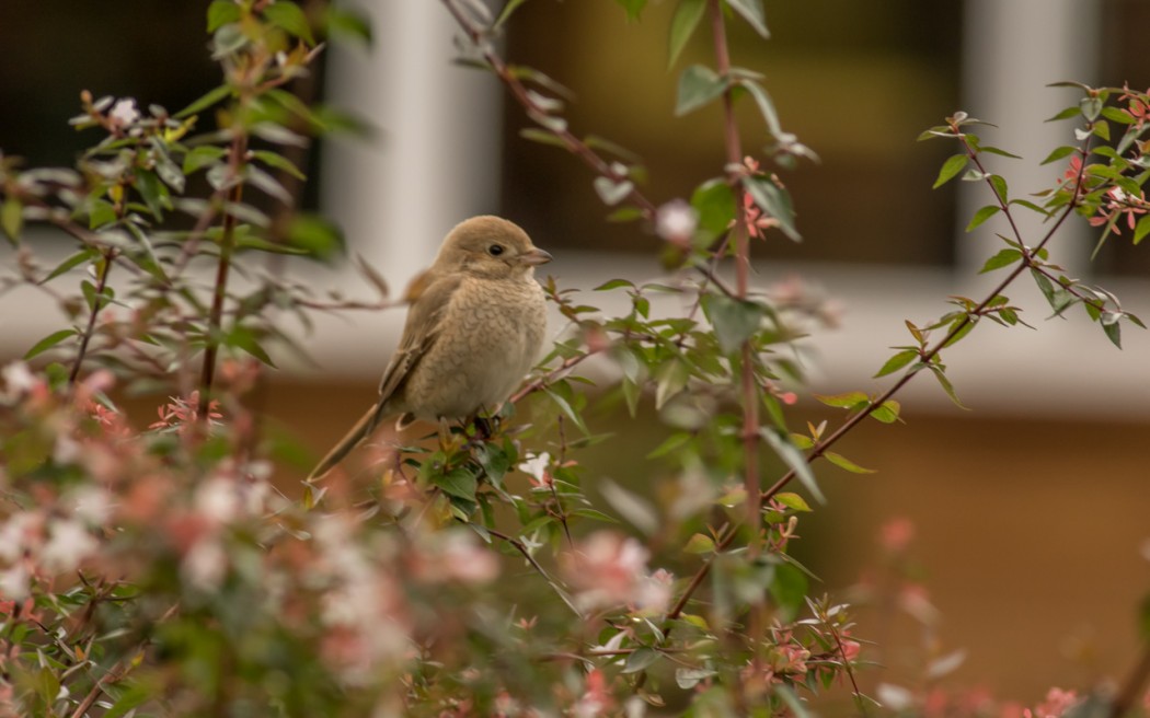 Kızılkuyruklu örümcekkuşu