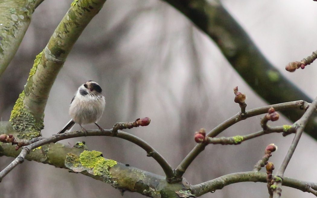 Uzunkuyruklu baştankara