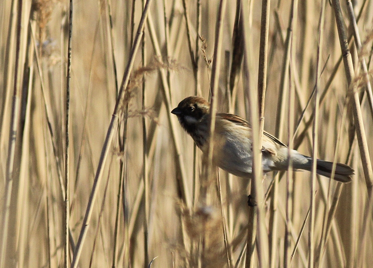 Bataklık Kirazkuşu