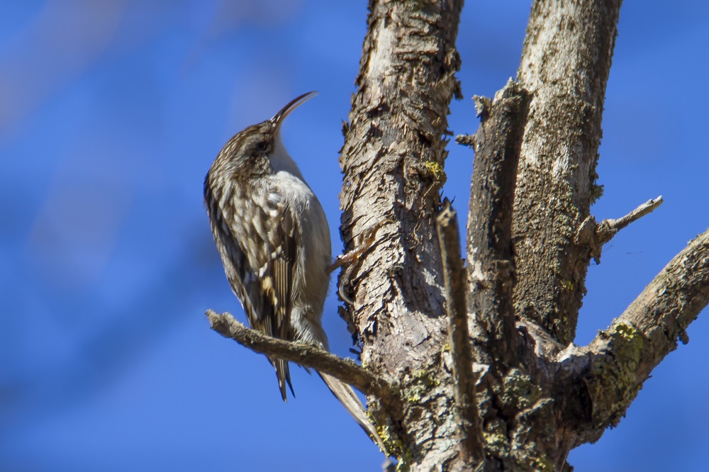 Bahçe tırmaşıkkuşu