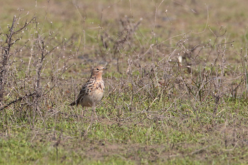 Kızılgerdanlı incirkuşu
