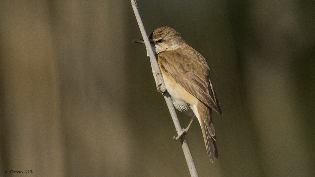 Büyük kamışçın