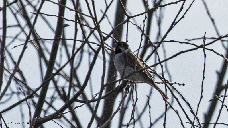 Bataklık Kirazkuşu
