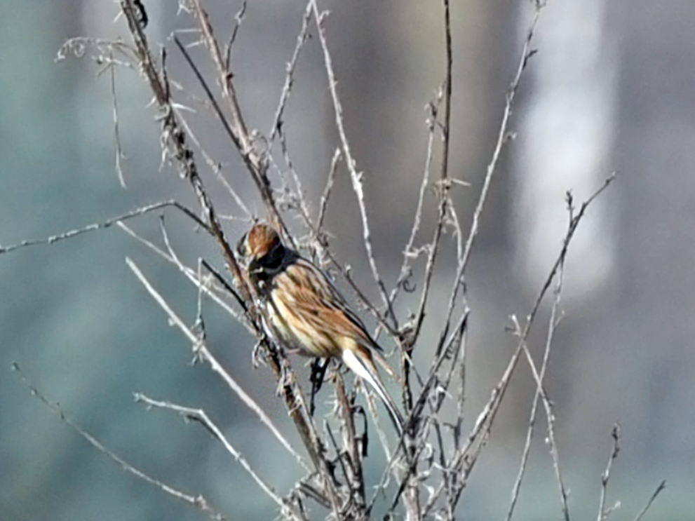 Bataklık Kirazkuşu