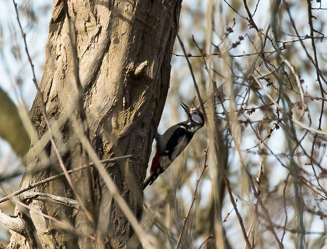 Orman alaca ağaçkakanı