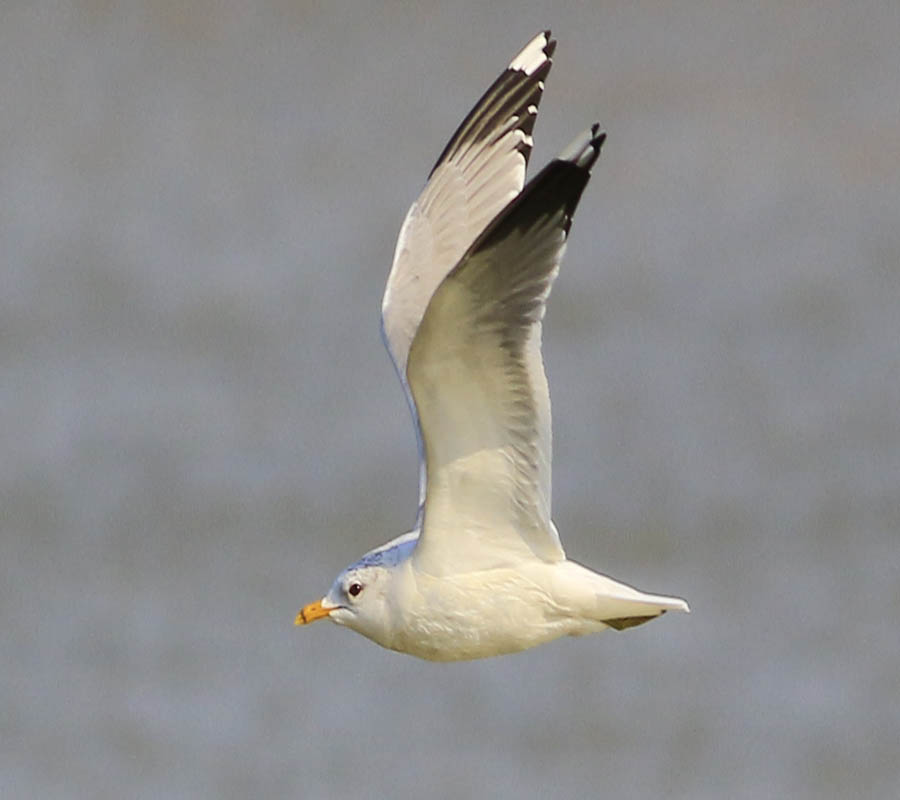 Küçük gümüş martı