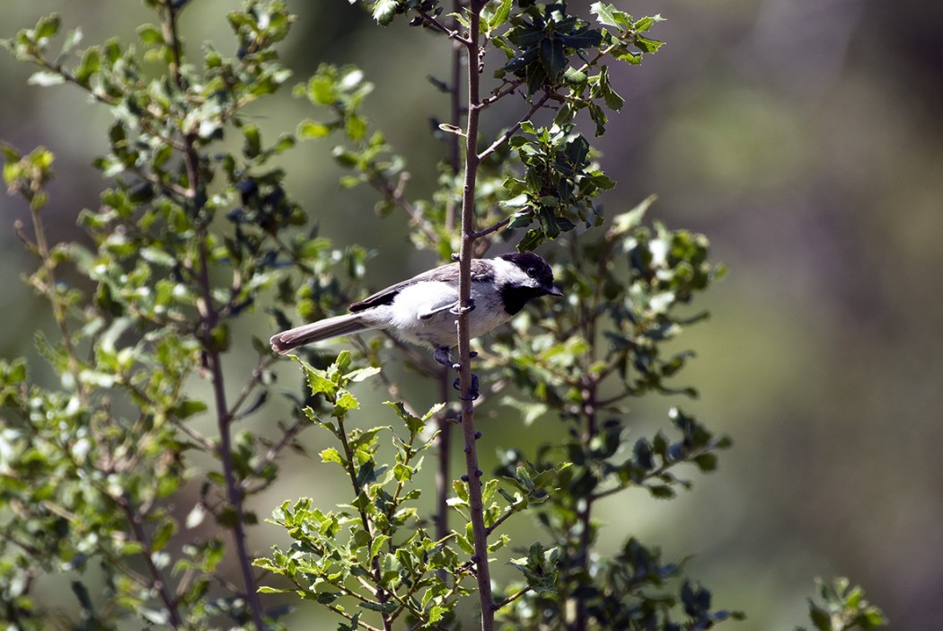 Akyanaklı baştankara