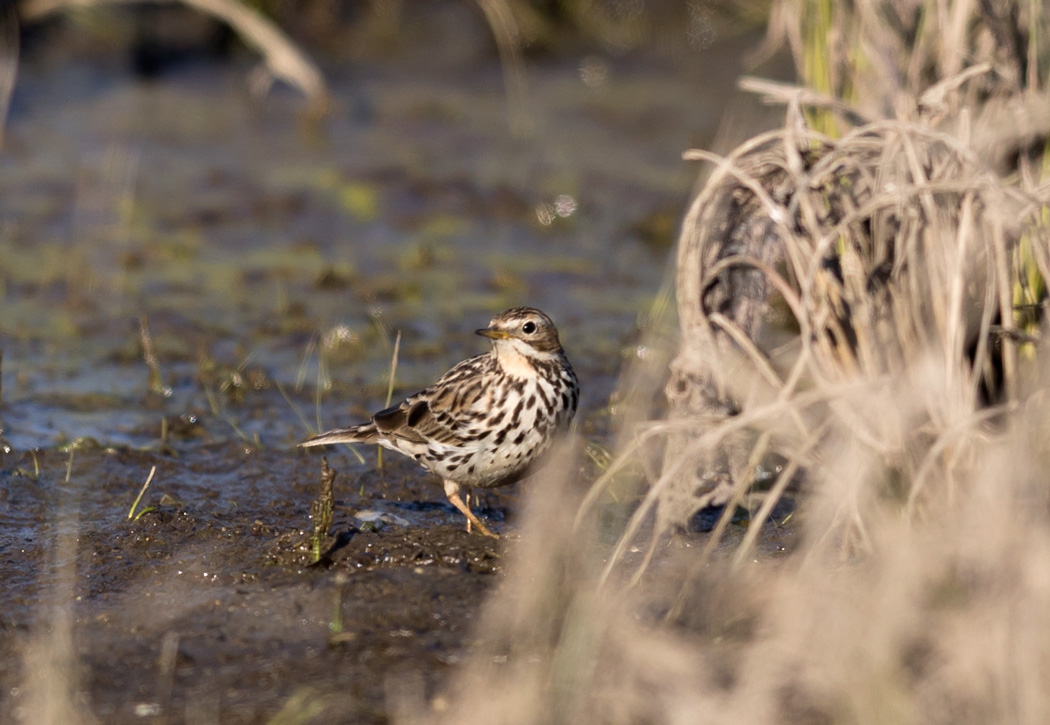 Kızılgerdanlı incirkuşu