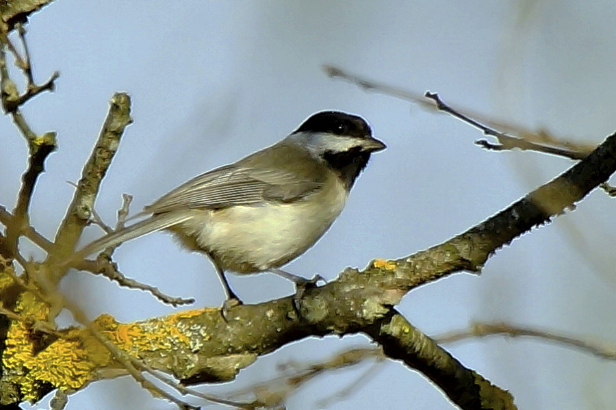 Akyanaklı baştankara