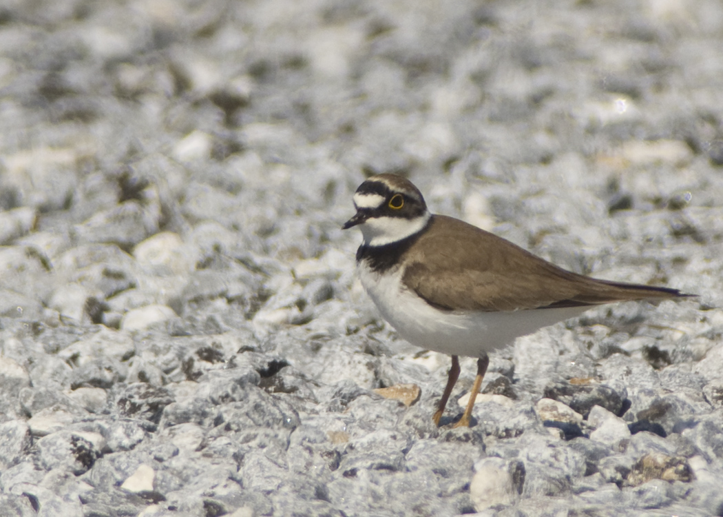 Halkalı küçük cılıbıt