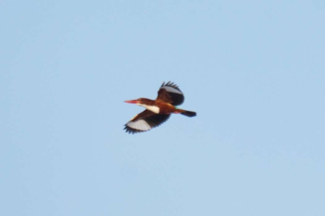 İzmir yalıçapkını