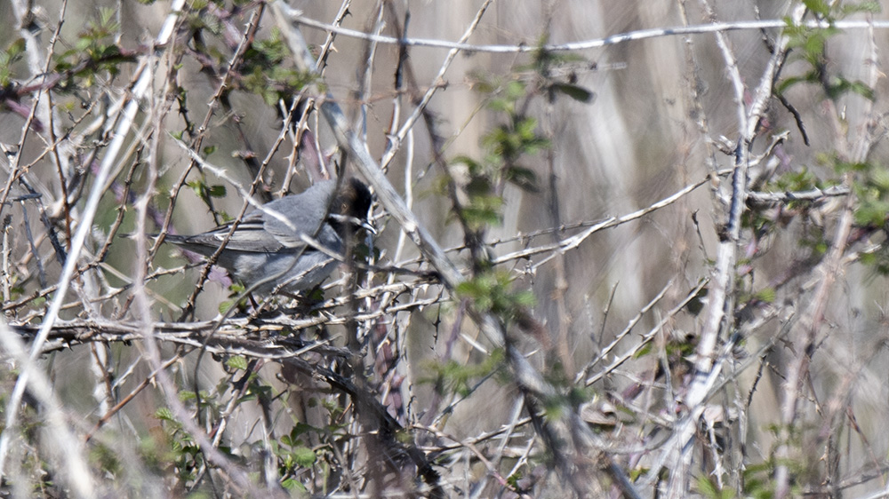 Karaboğazlı ötleğen