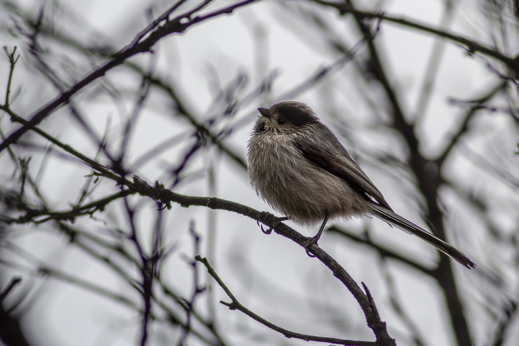 Uzunkuyruklu baştankara