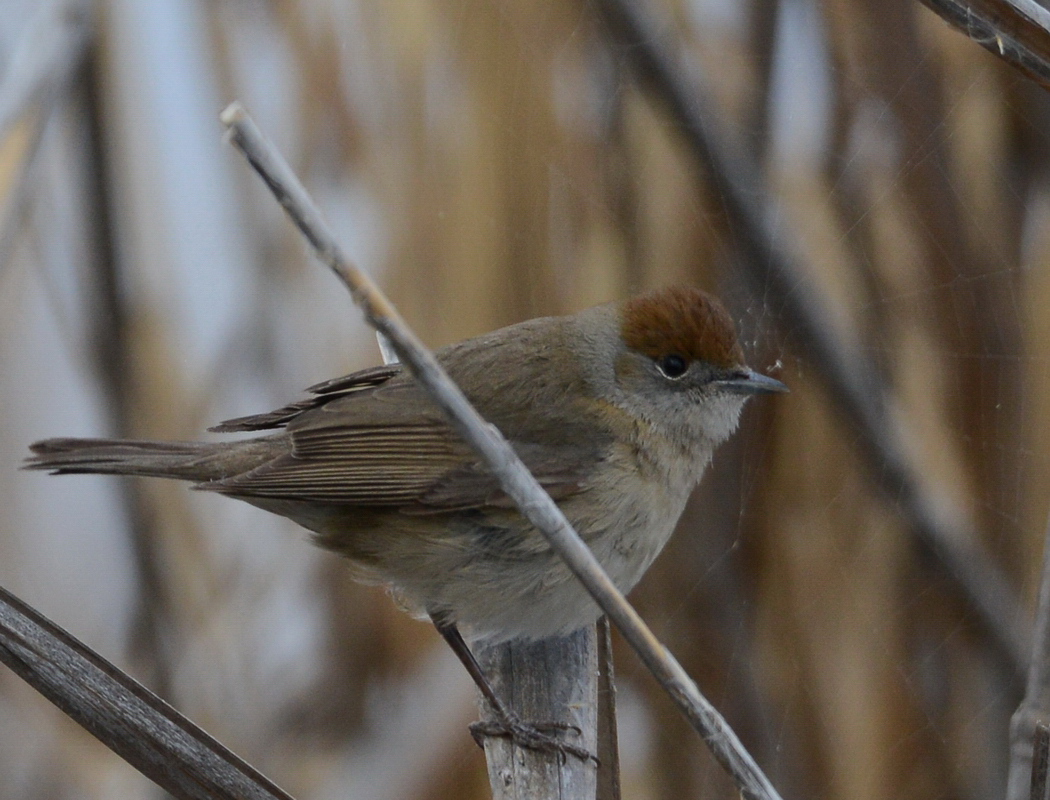 Karabaşlı ötleğen