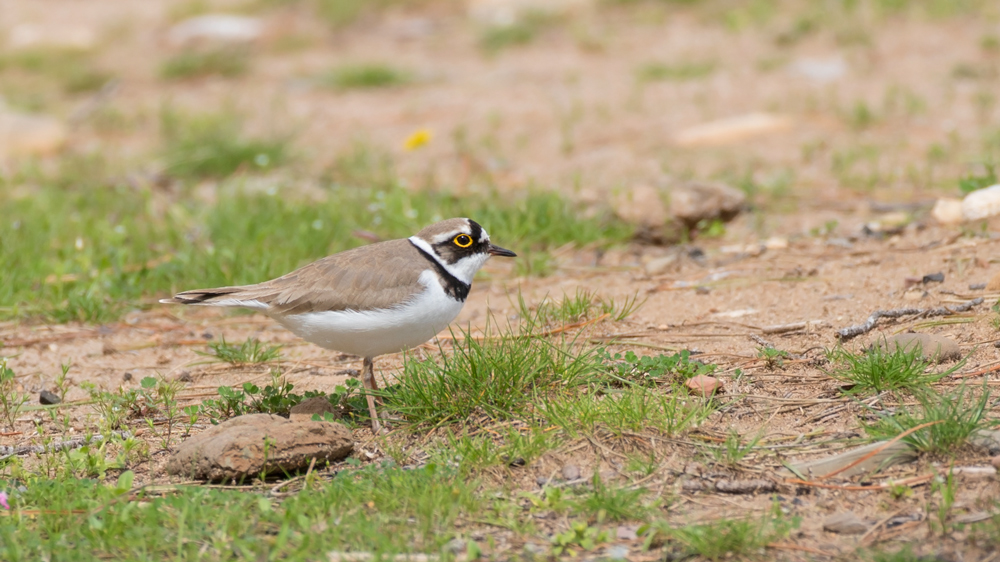 Halkalı küçük cılıbıt