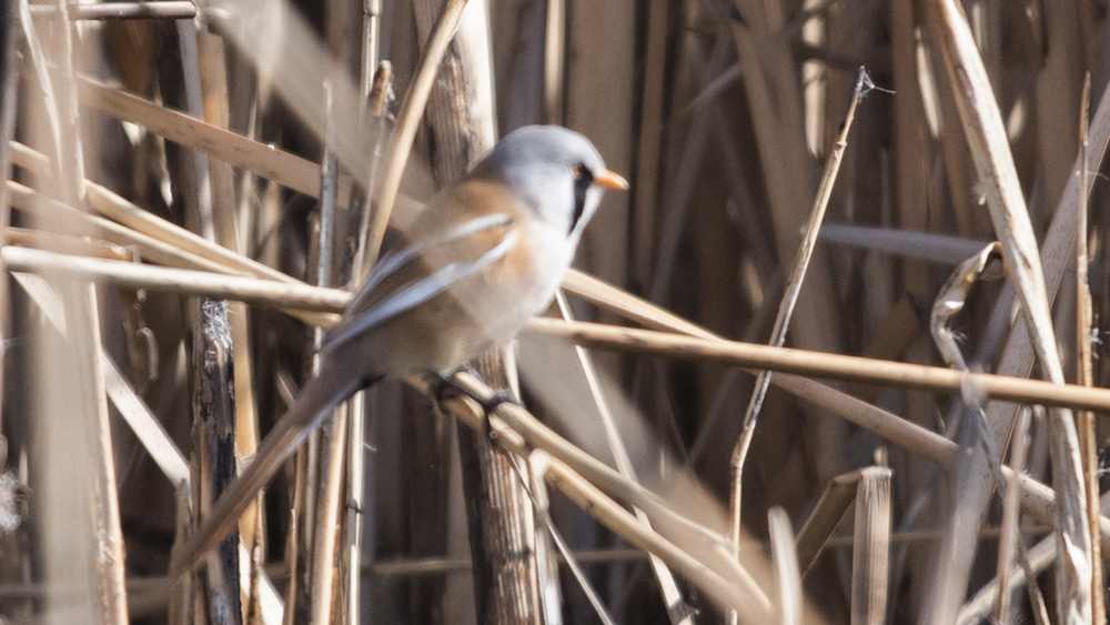 Bıyıklı baştankara