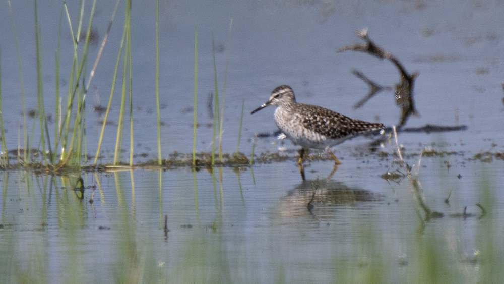 Orman düdükçünü