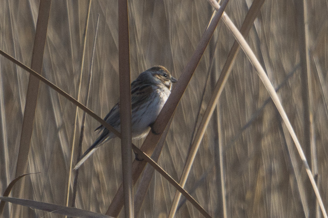 Bataklık Kirazkuşu
