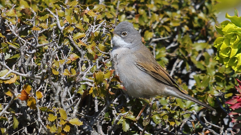 Akgerdanlı ötleğen