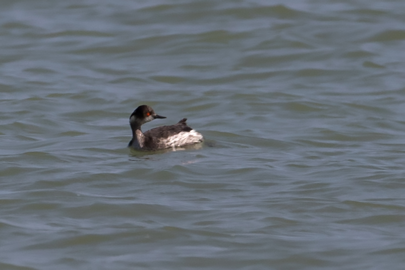 Karaboyunlu batağan