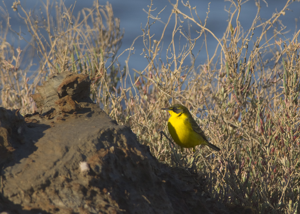 Sarı kuyruksallayan