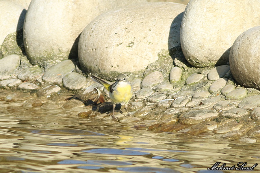 Dağ kuyruksallayanı