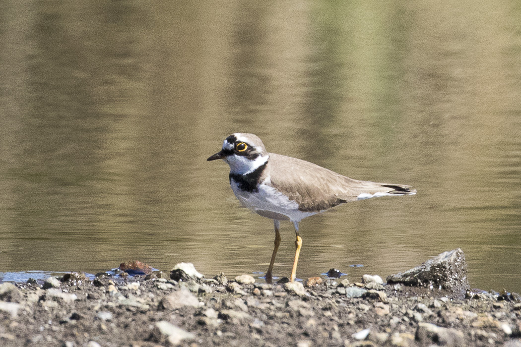 Halkalı küçük cılıbıt