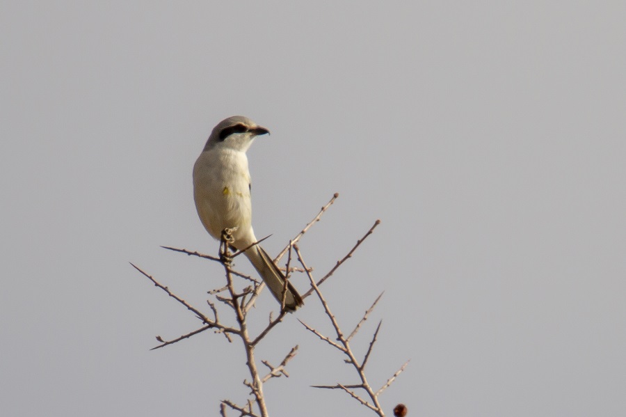 Büyük örümcekkuşu