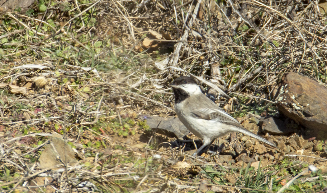 Akyanaklı baştankara
