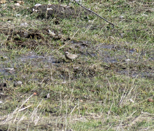 Sürmeli dağbülbülü