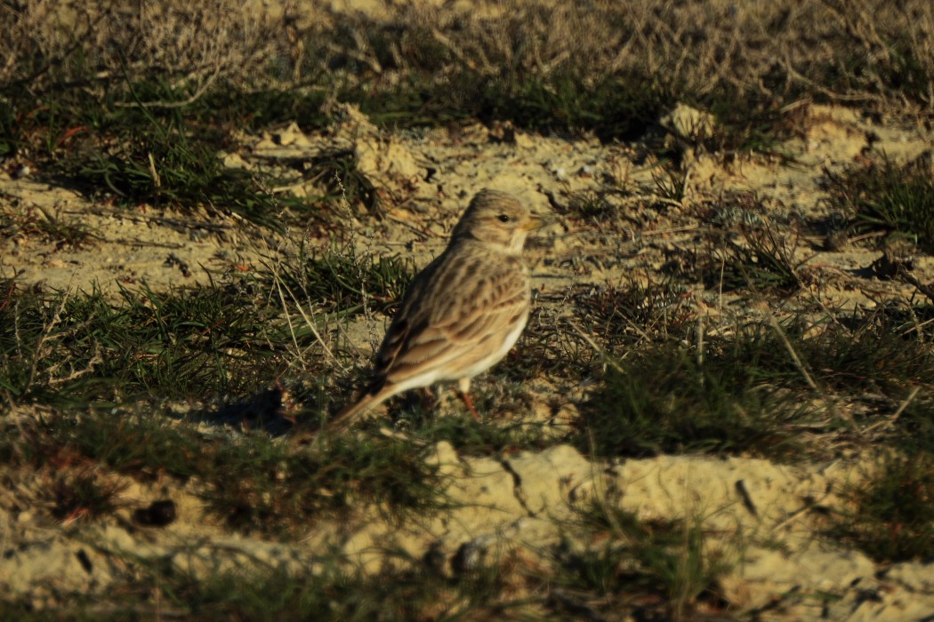 Türkistan çorak toygarı