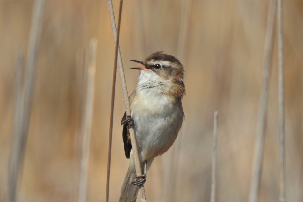 Bıyıklı kamışçın