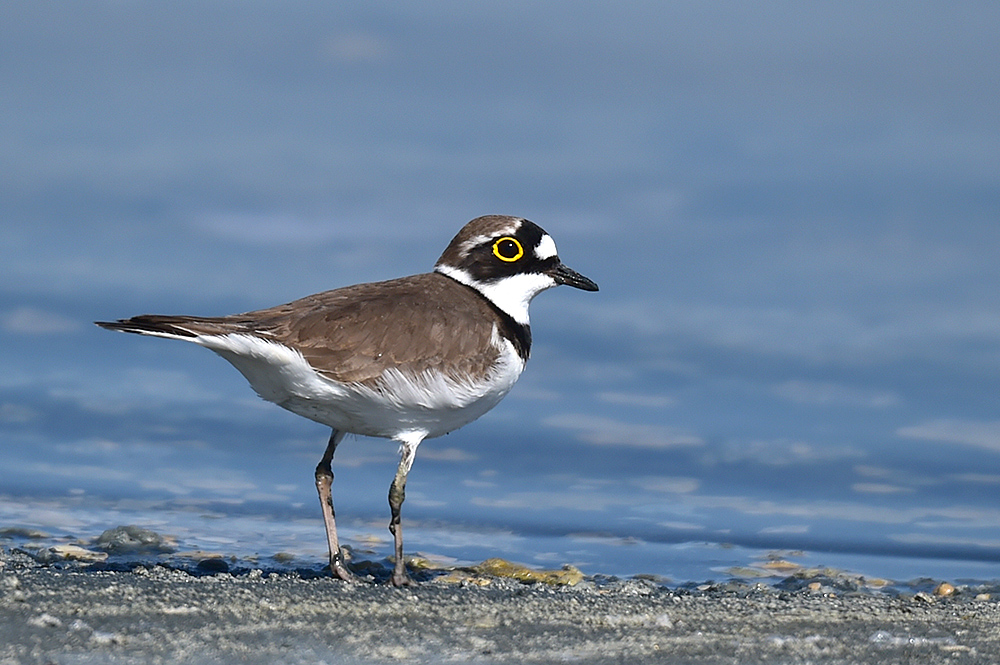 Halkalı küçük cılıbıt