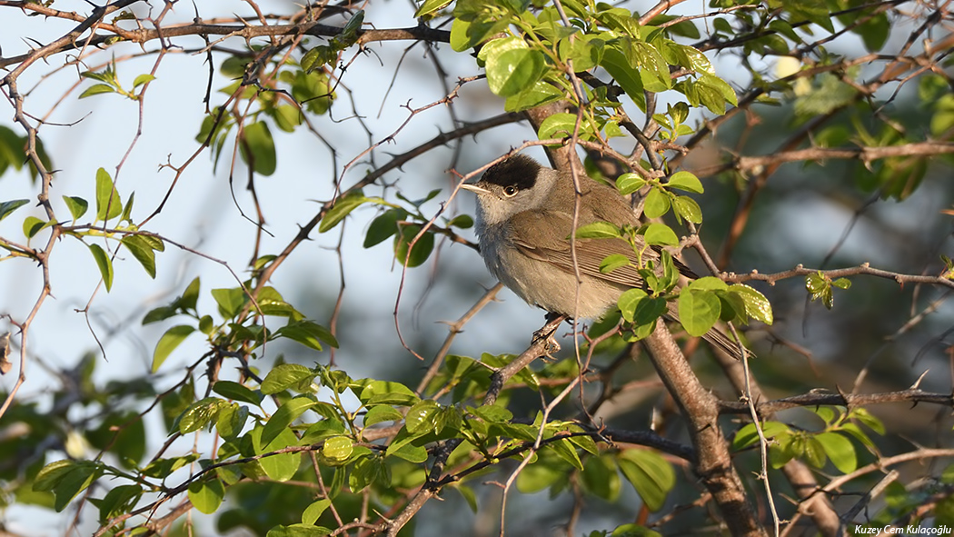 Karabaşlı ötleğen