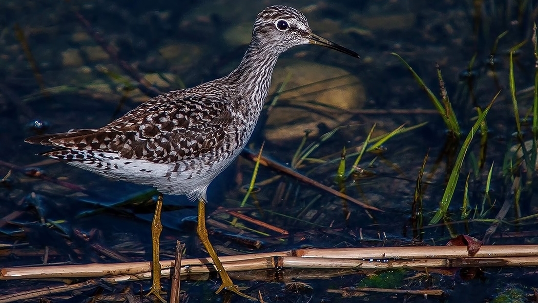 Orman düdükçünü