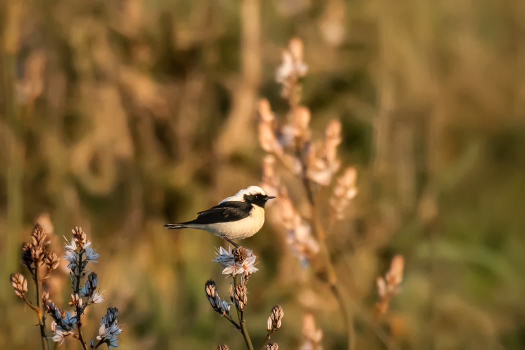 Karakulaklı kuyrukkakan