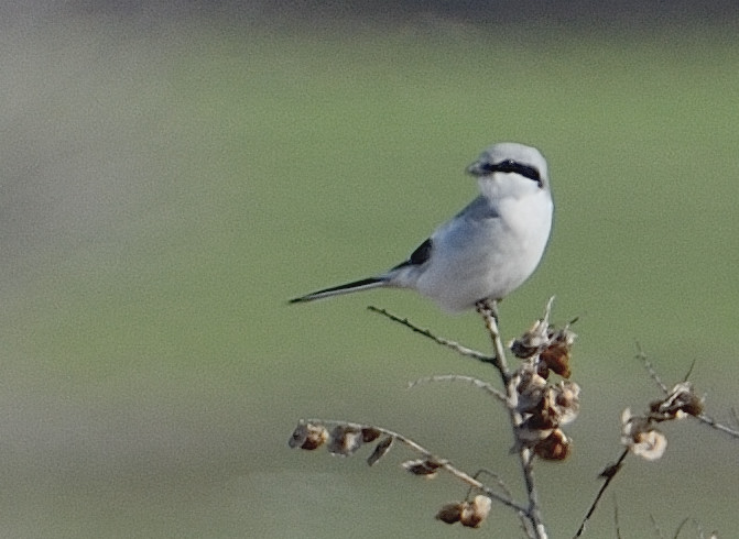 Büyük örümcekkuşu