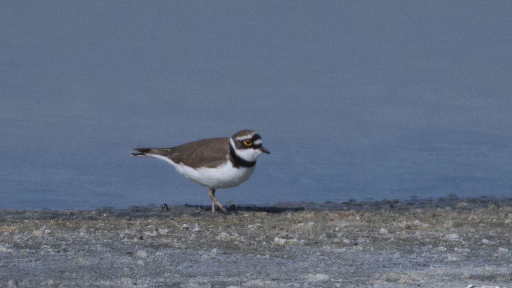Halkalı küçük cılıbıt