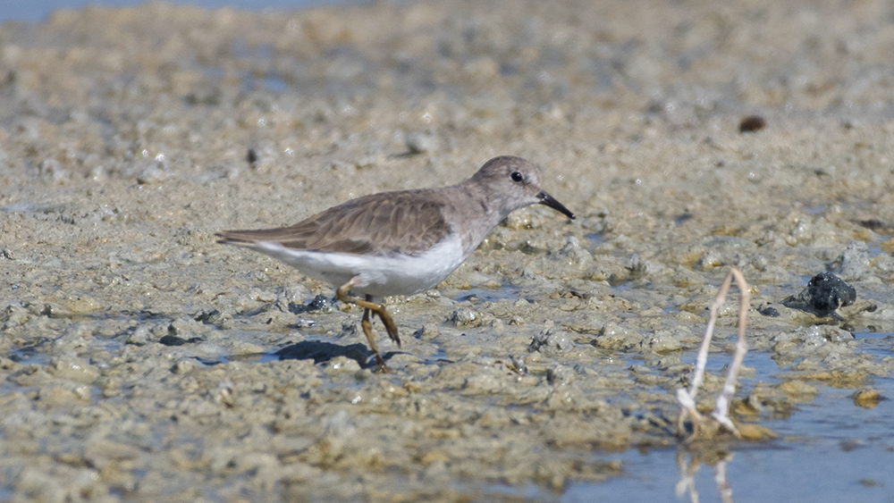 Sarıbacaklı kumkuşu