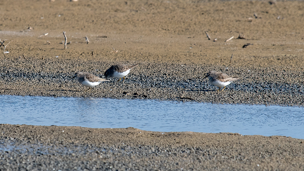 Sarıbacaklı kumkuşu