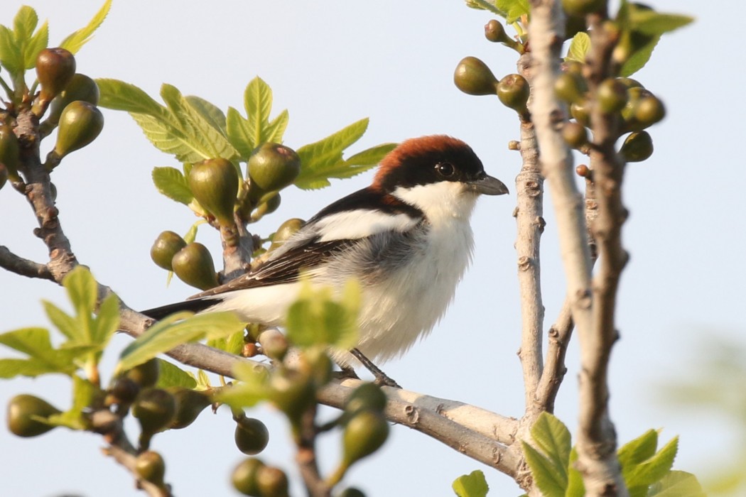 Kızılbaşlı örümcekkuşu